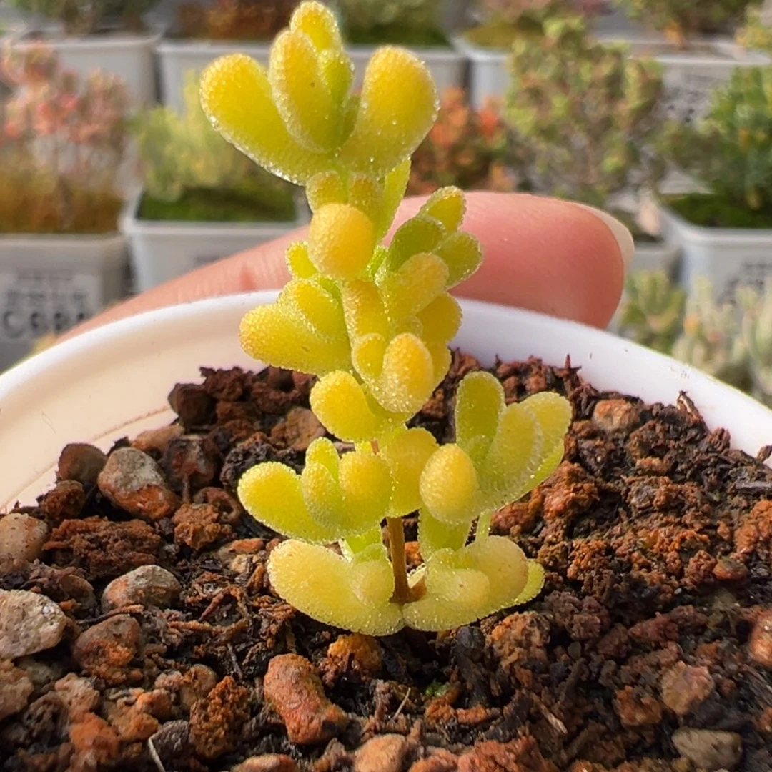 29-740黄锦莱斯迷你型