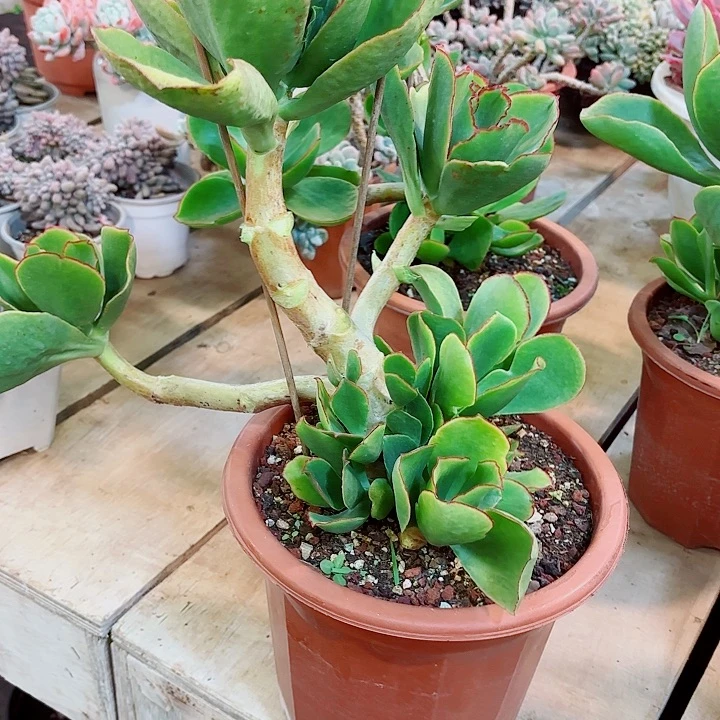 夢***想青眉一物一拍91号