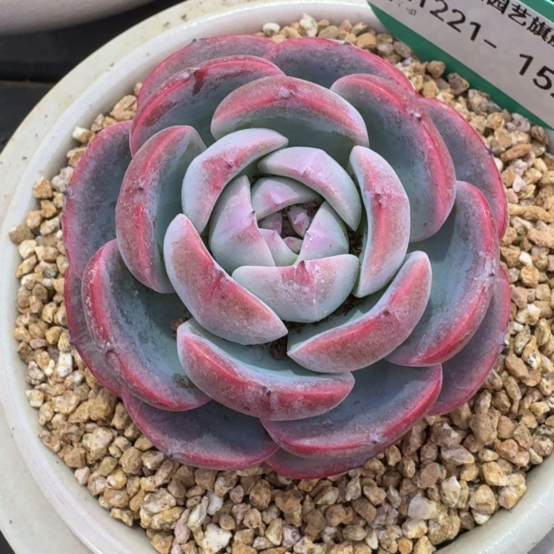 从前慢多肉精选编号1221.152