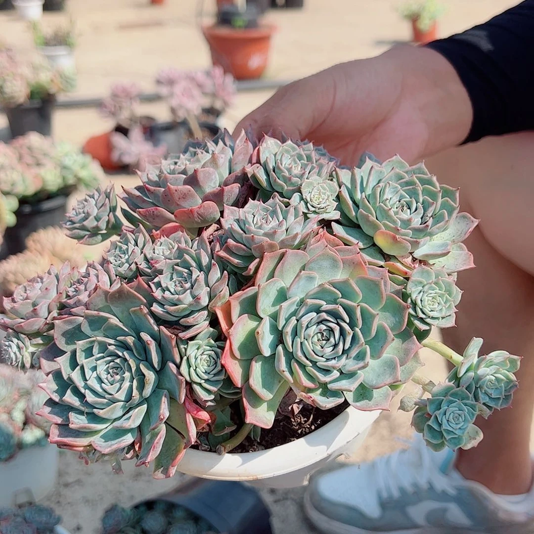 海滨格瑞 多头群生 带盆土