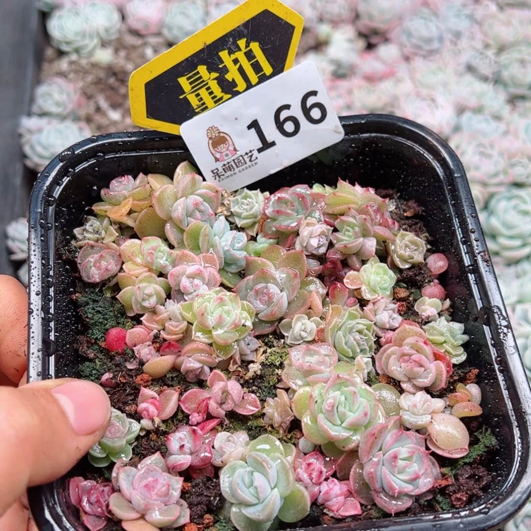 多肉植物多肉植物