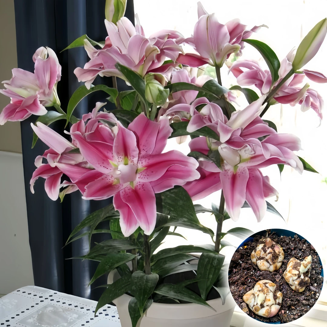 【伊莎贝拉】进口香水百合种球四季种植室内外耐热百合花种子花球根