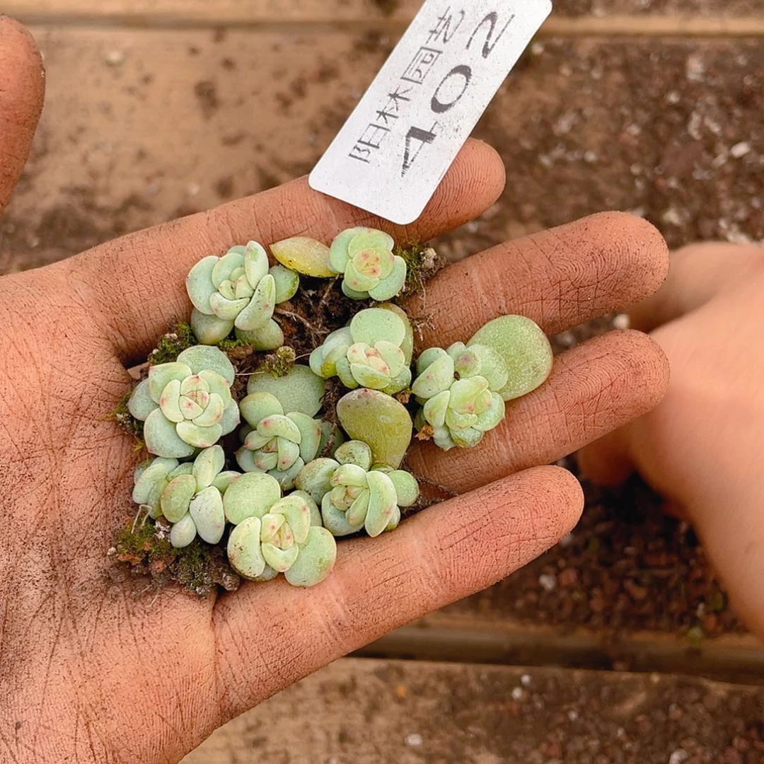 把***你多肉植物多肉植物402