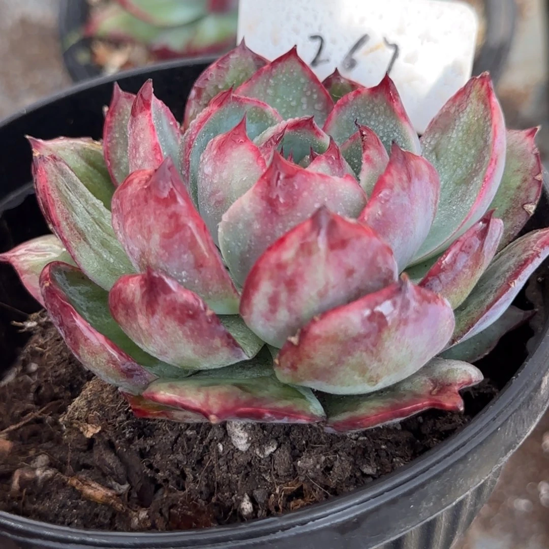 黑红惊鸿一物一拍包装收缩花旱267