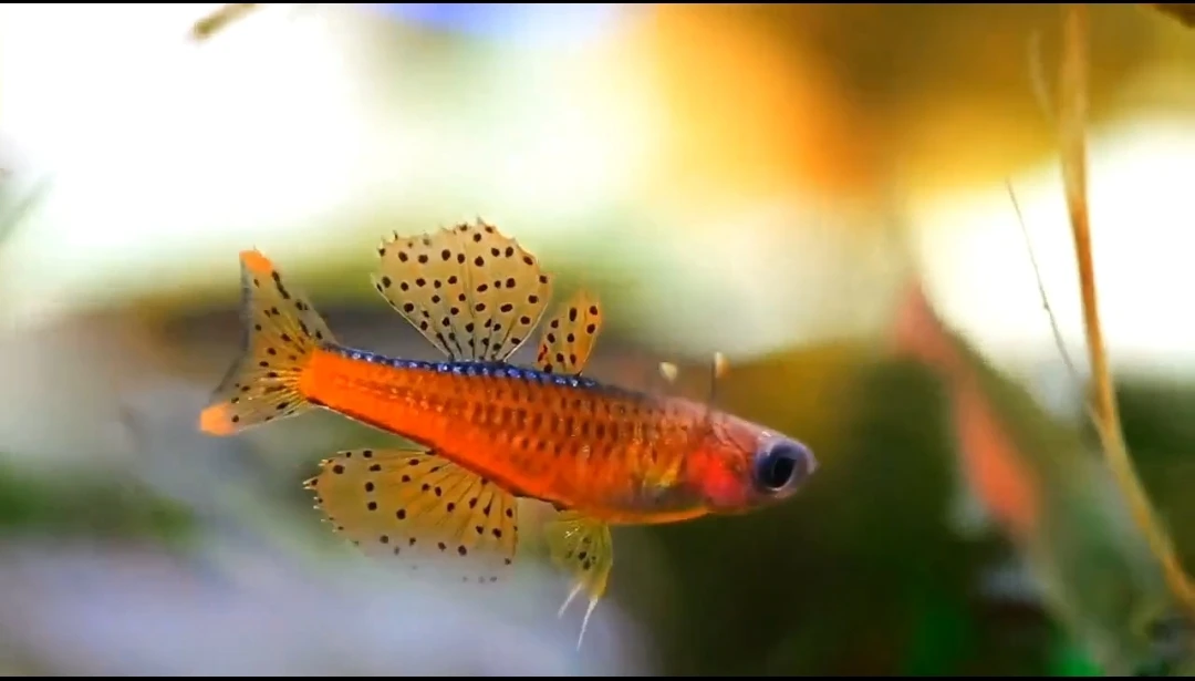 1条 橘红燕子鱼3-4cm淡水草缸小型热带
