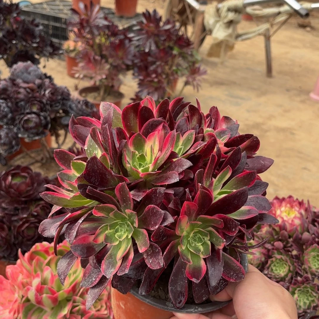 金丝雀绣球9.9多肉植物