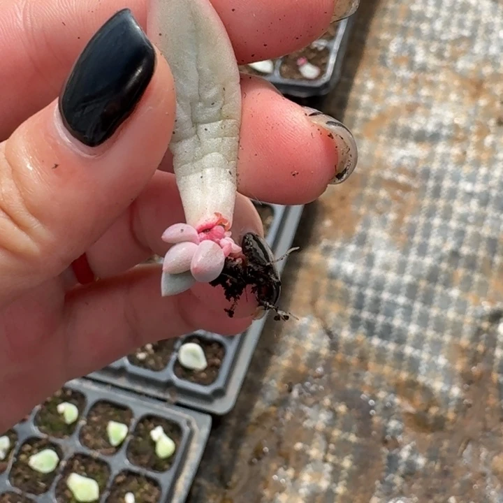 苏樱美人一物一拍72