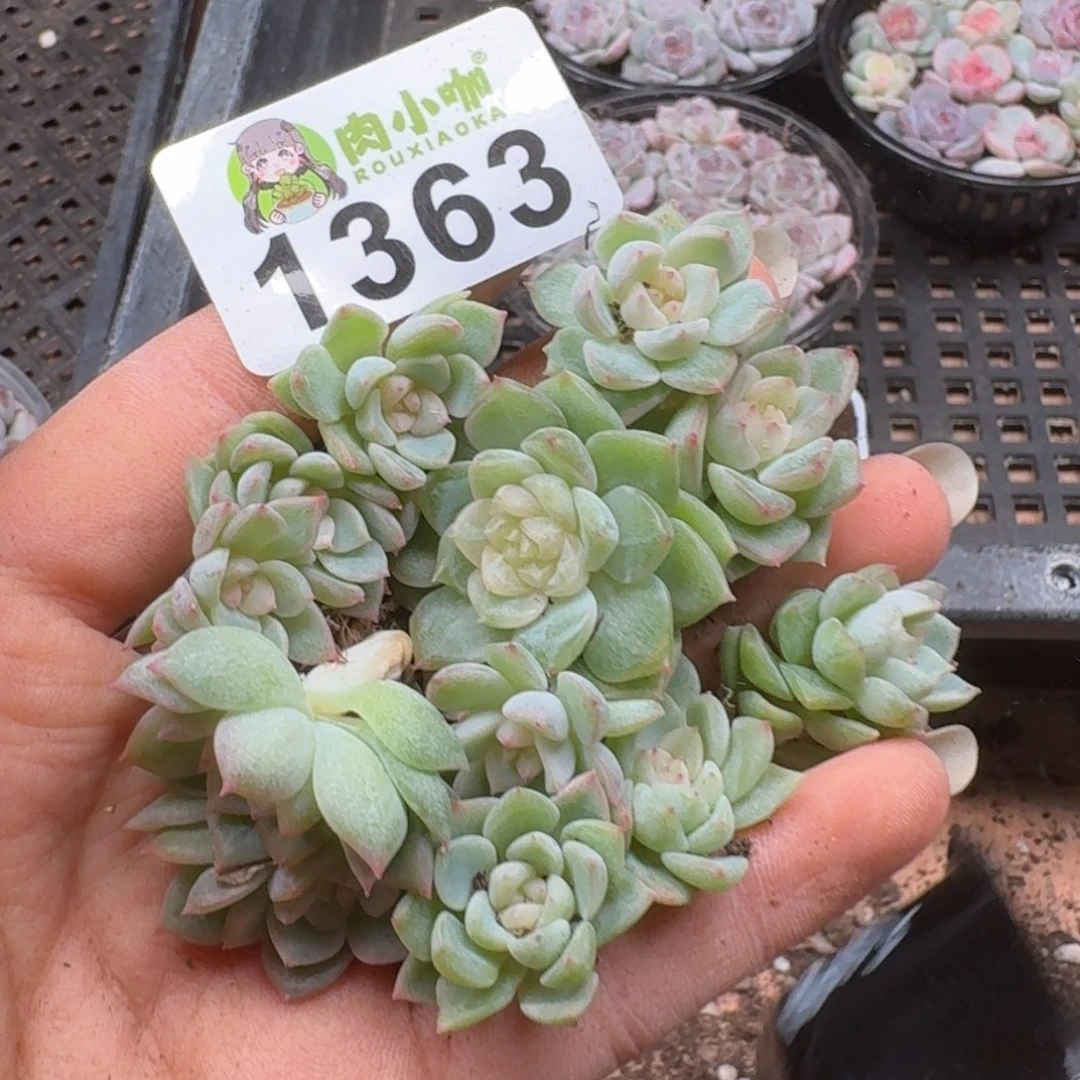 小***哇多肉植物多肉植物