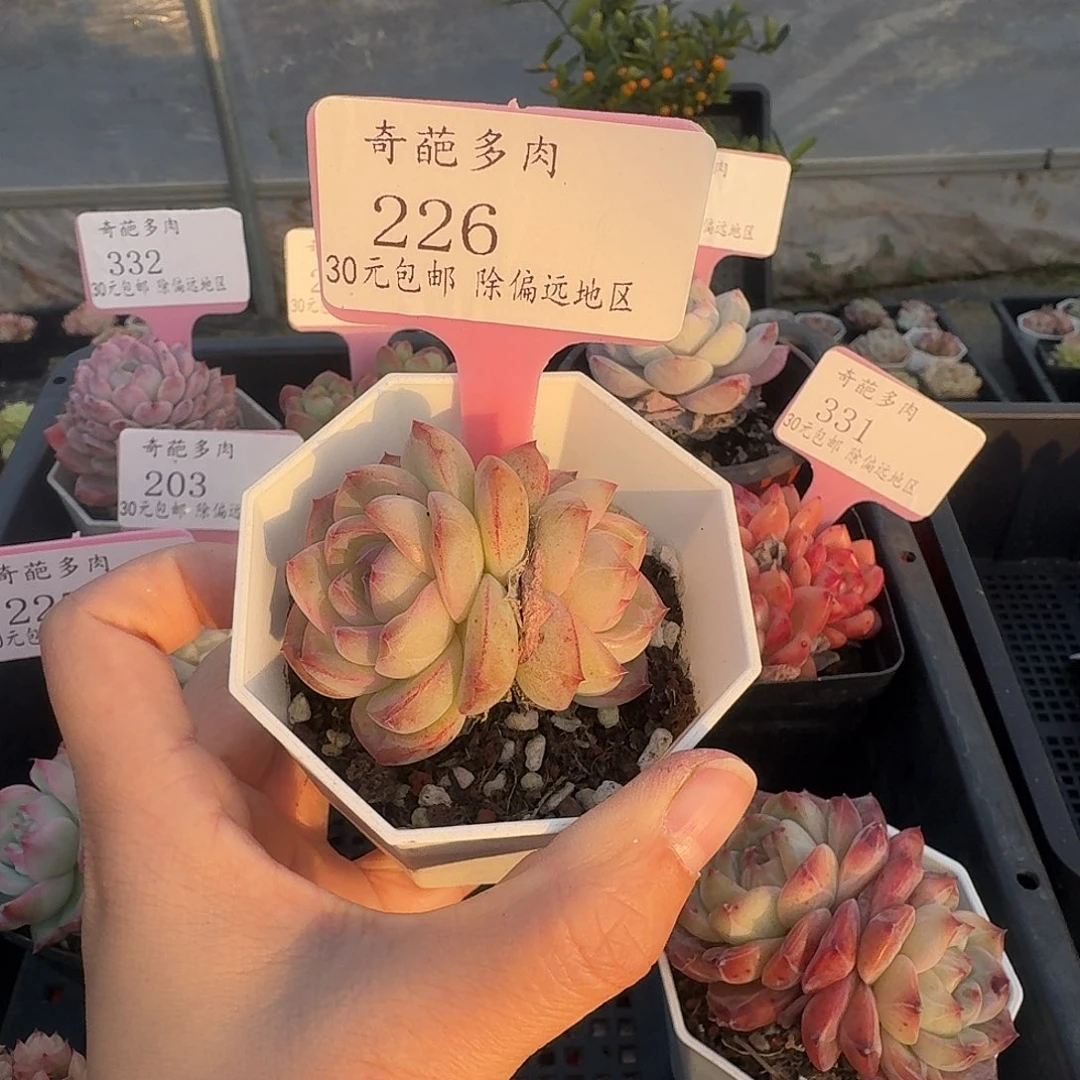 226 多肉脱土 群生不包整 30元包邮除偏远