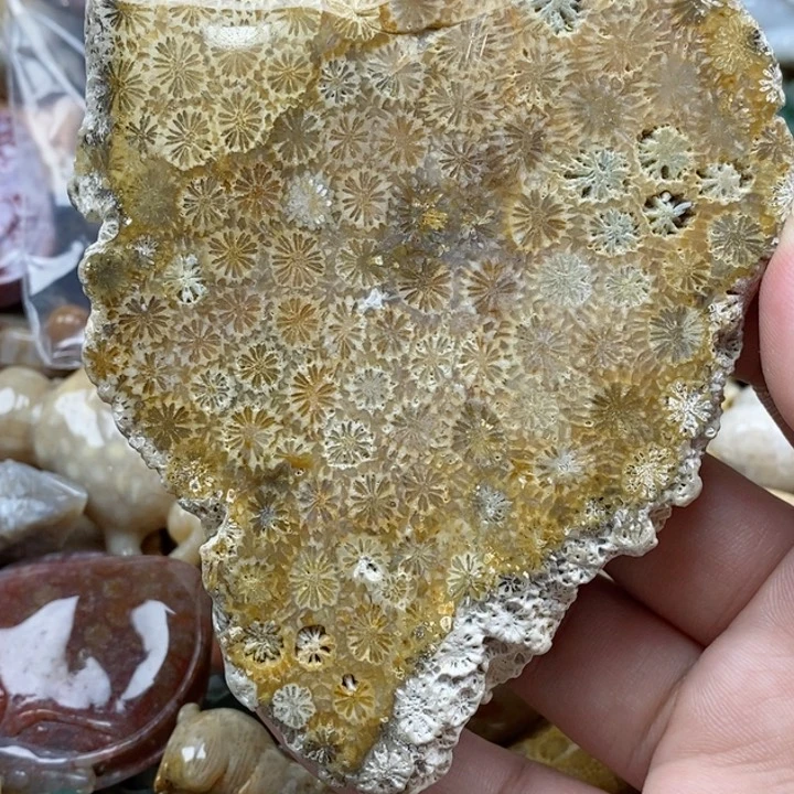 硅化珊瑚（珊瑚玉）未镶嵌颈饰
