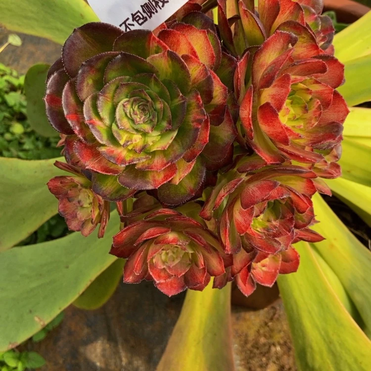 【闪购商品】瑛*4578多肉