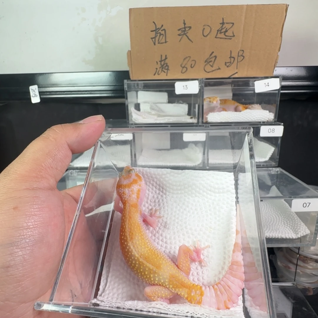 豹纹守宫白黄暴龙妹妹