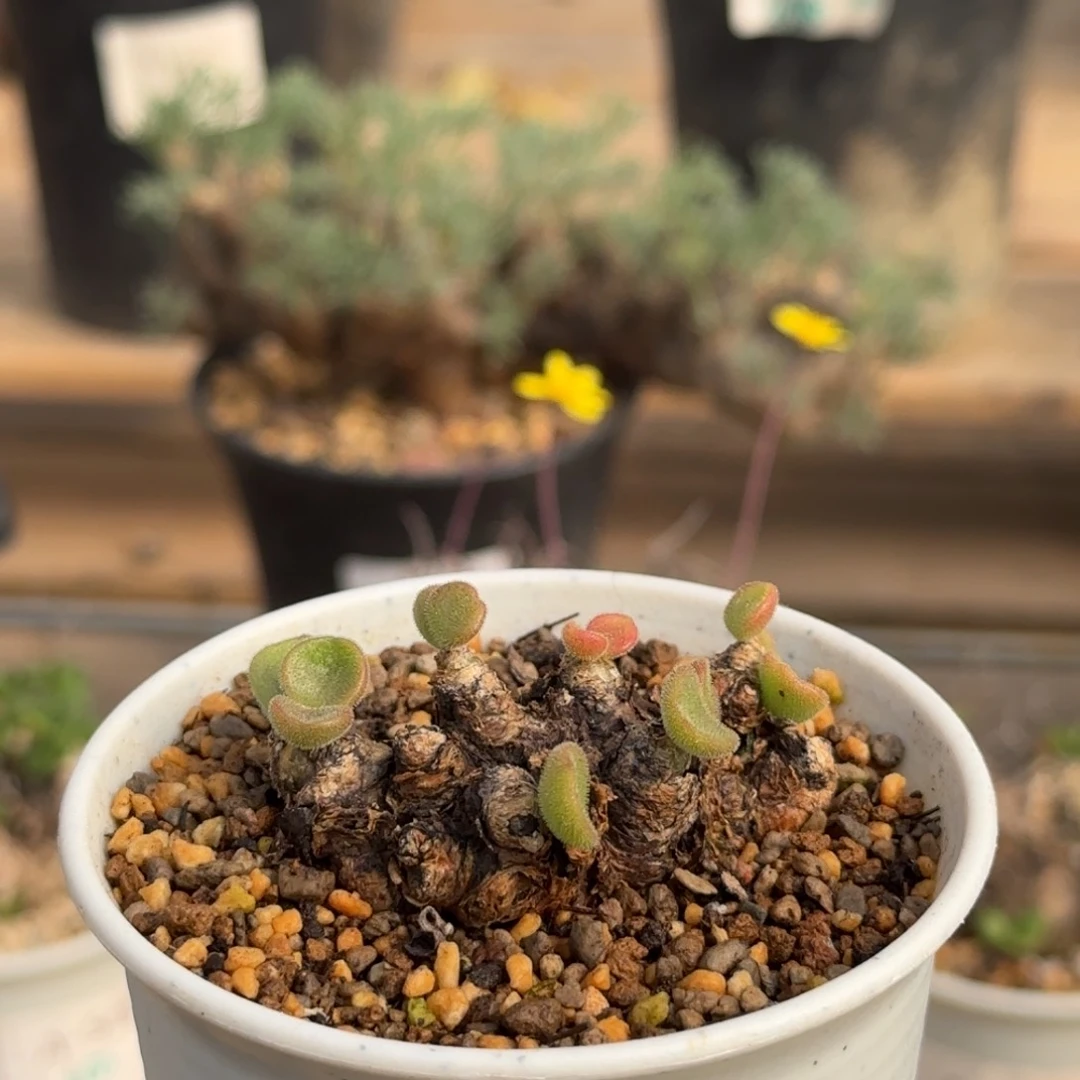 615薛辉奇峰锦块根植物