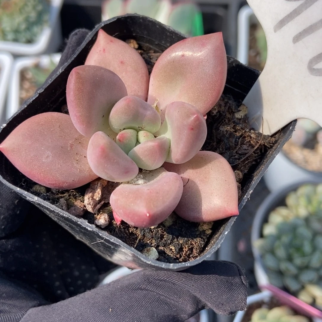 916赫菲多肉植物保护