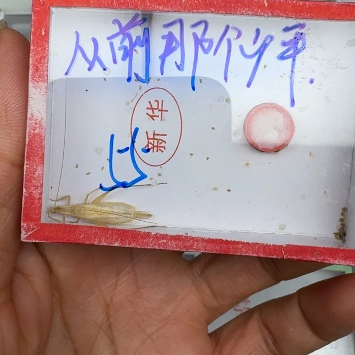 从***年蟋蟀蝈蝈我在外面11111