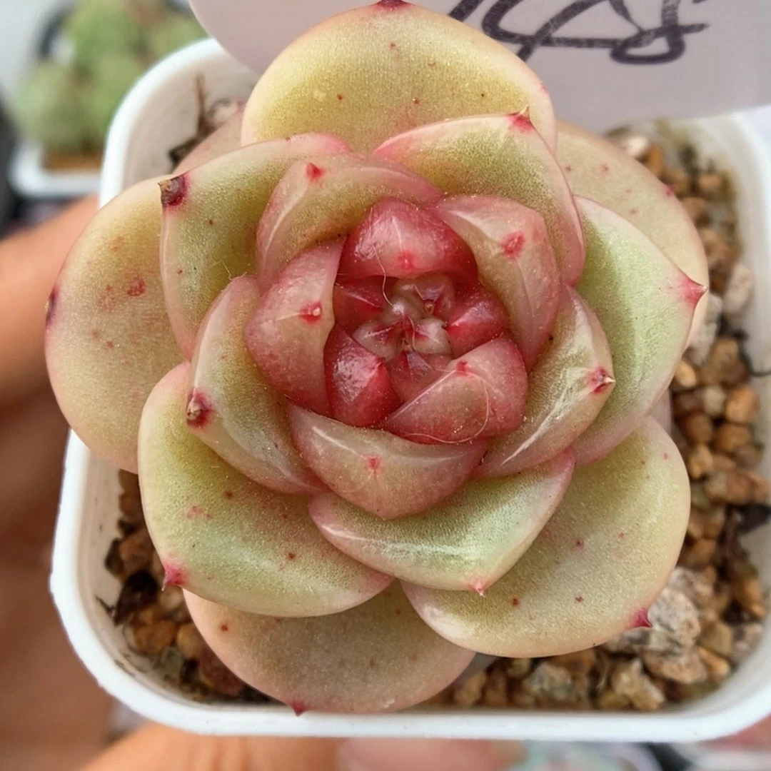 玉芷珍妮可拍748号。