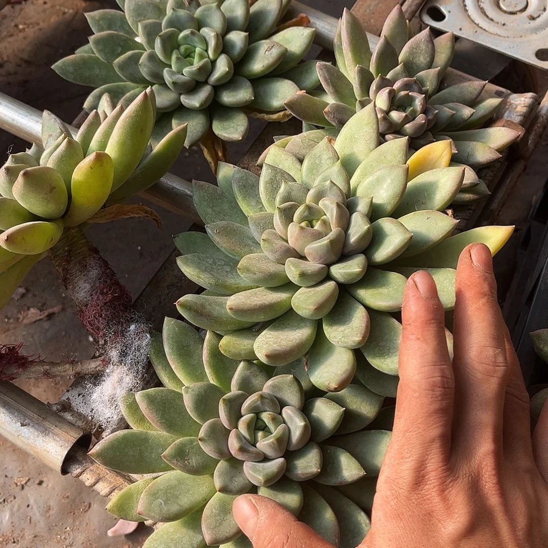 象牙砍头4个9.99多肉植物