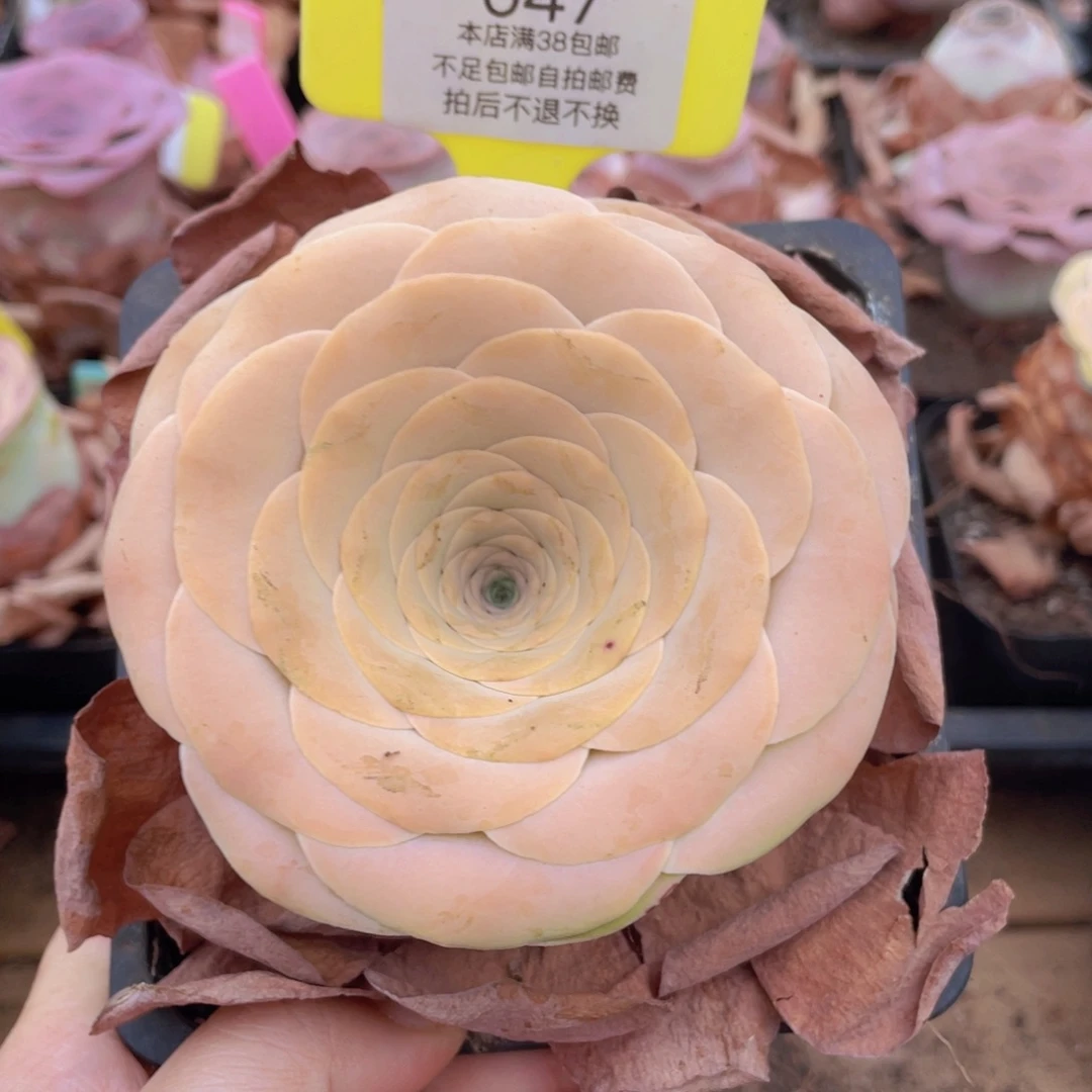 山地玫瑰014满 38包邮偏远地区除外裸根发货