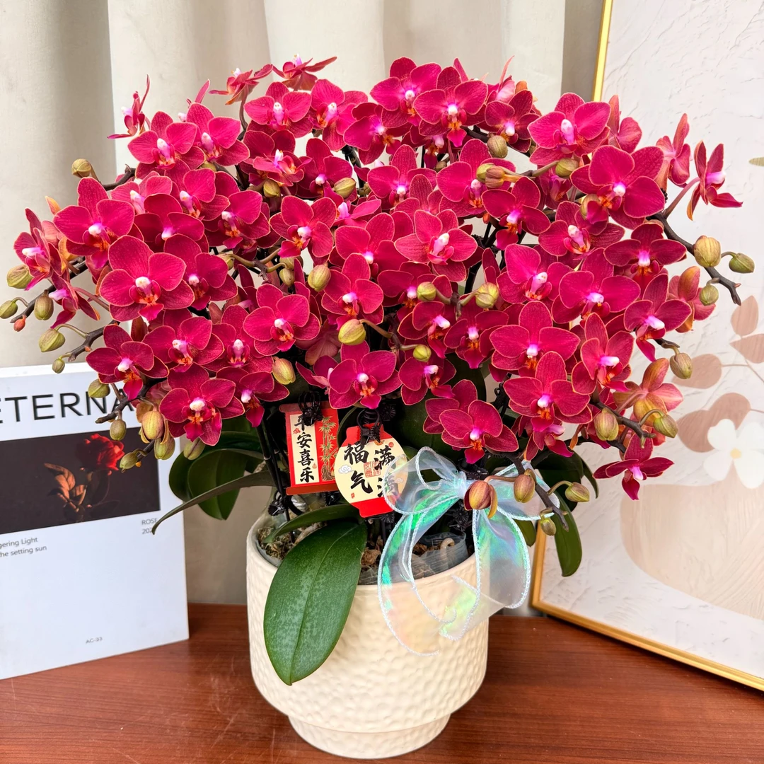蝴蝶蘭《小红花》蜡质小花 酒红色系 独有香味 桌面款小花-