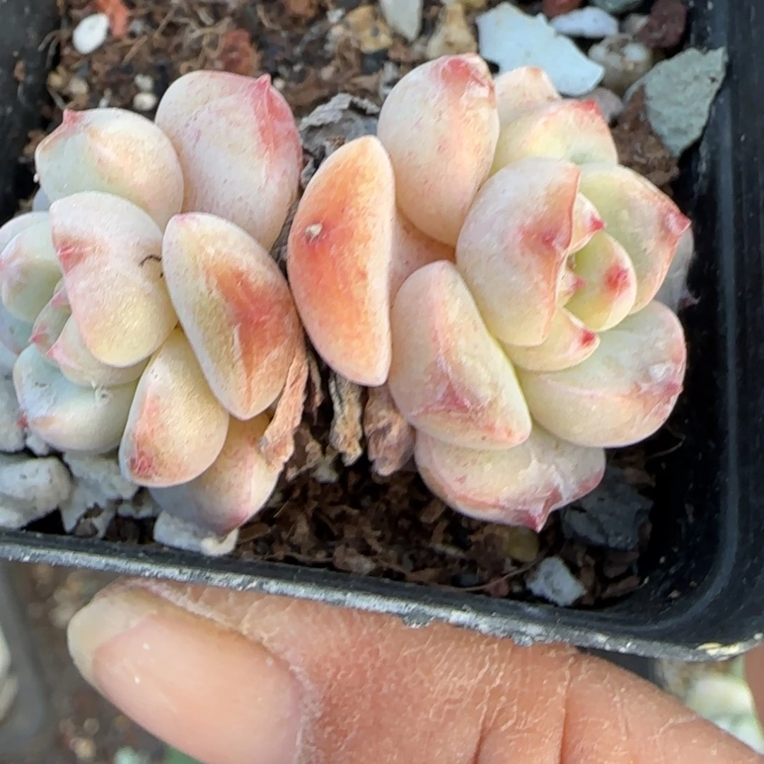 小卡拉米糖心一物一拍