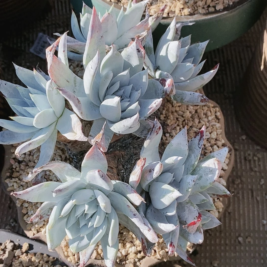 【闪购商品】哈哈哈雪山多肉