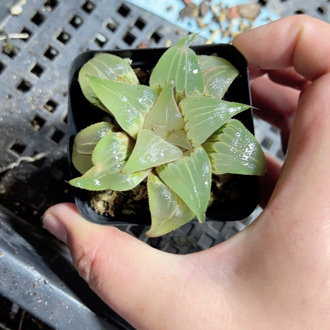 飞***机3224多肉植物一颗