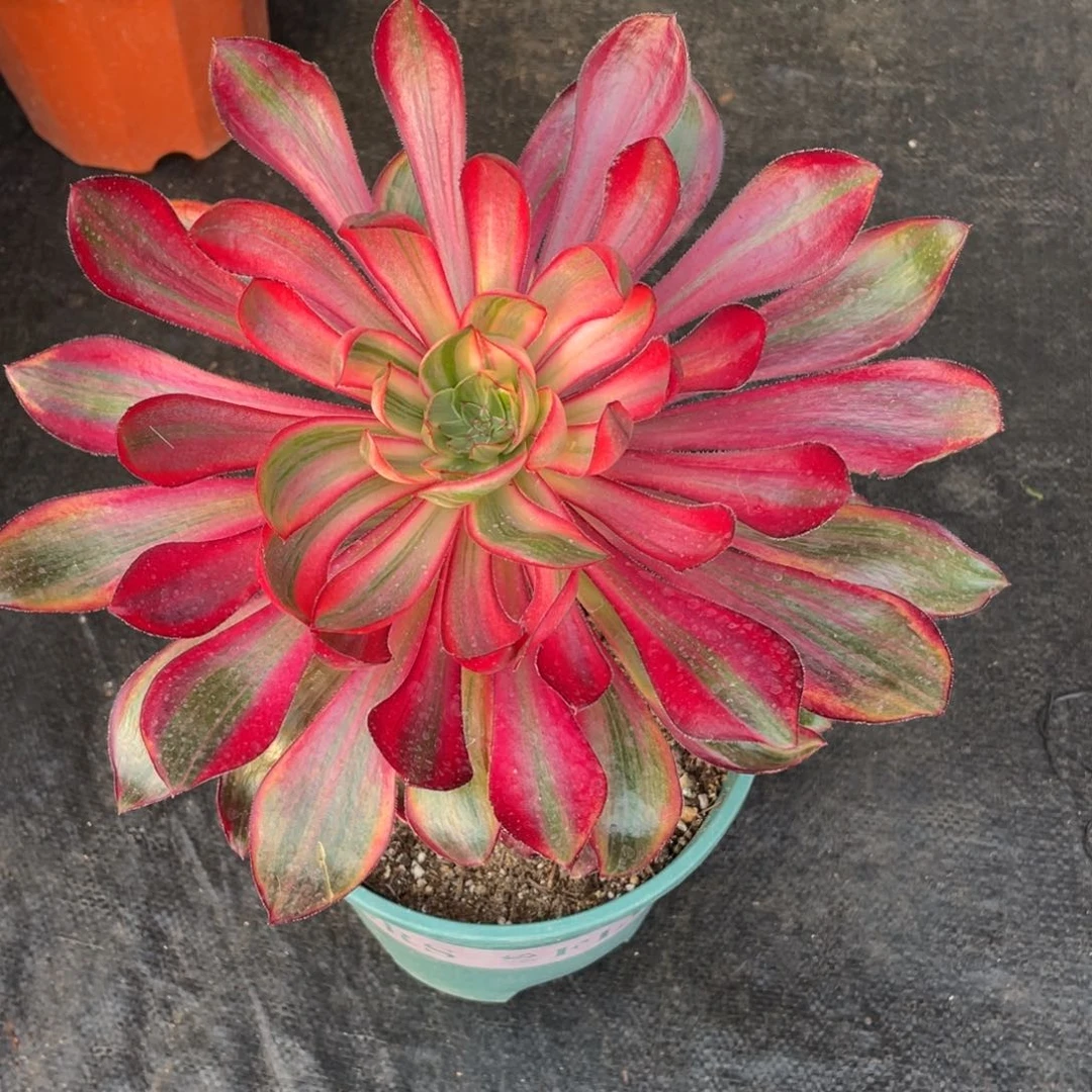 紫砂茶杯巫毒超白拉丝几方法个哥哥哥哥