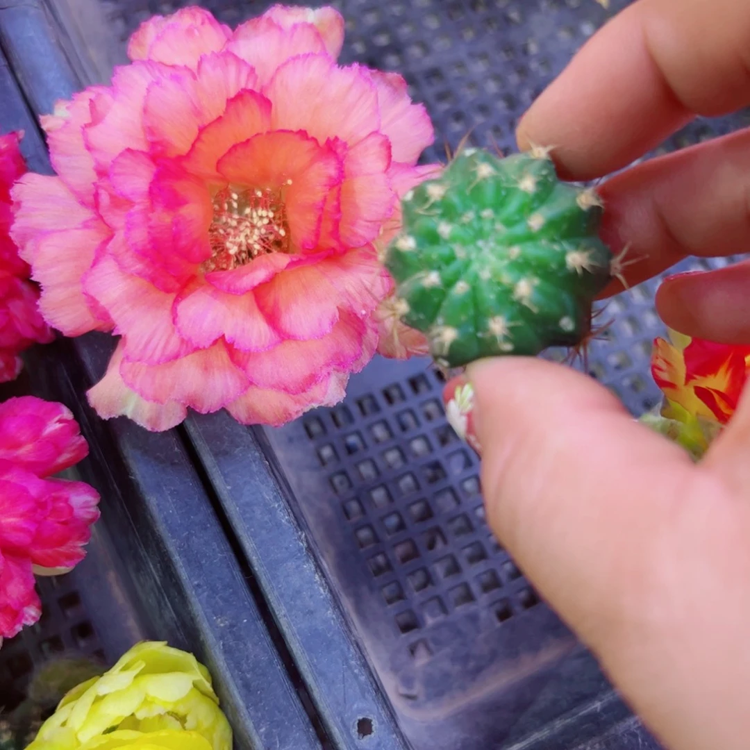 下9丽花金牡丹歪无根2公分左右20包邮
