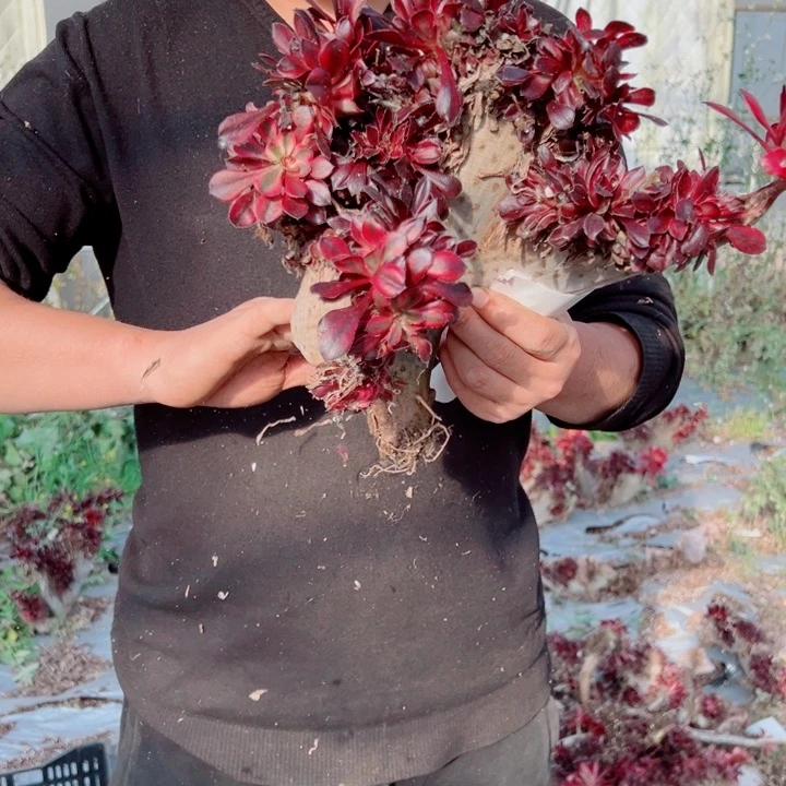 丽娜醉话75号多肉法师