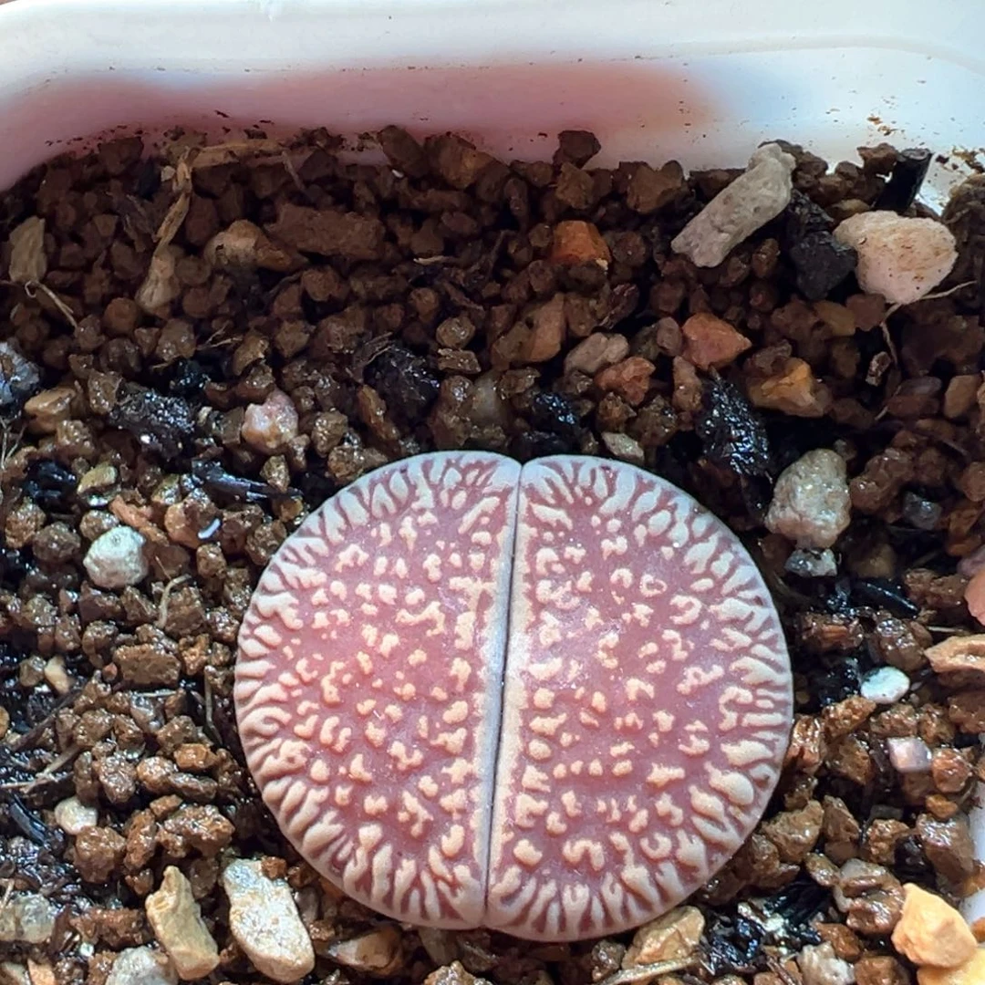 红光阳母本多肉植物，