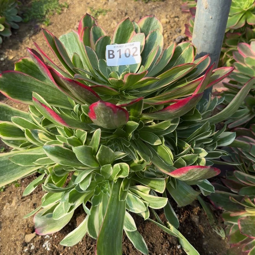 ⭐*辰102金丝雀多肉植物