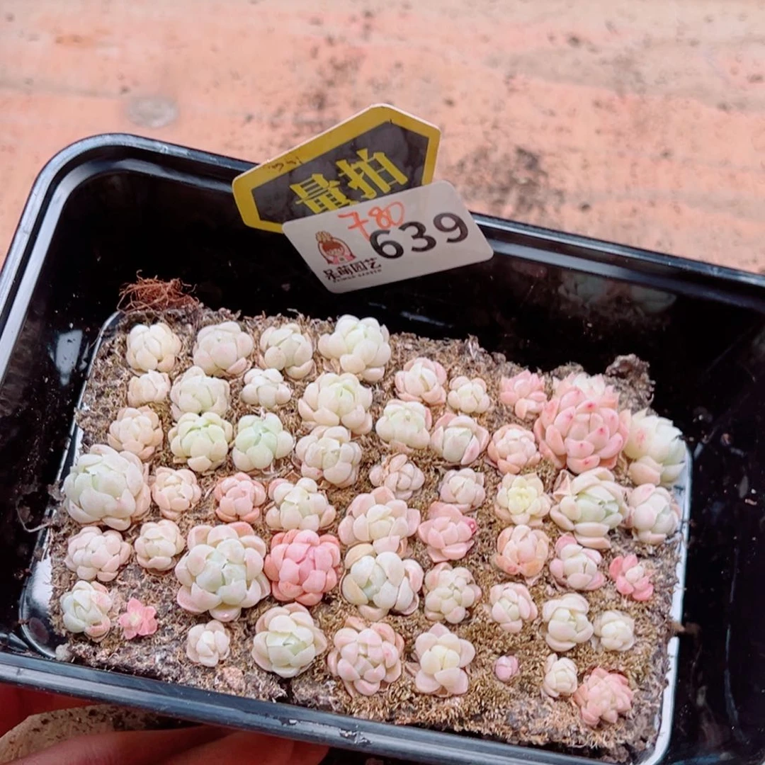 多肉植物多肉植物
