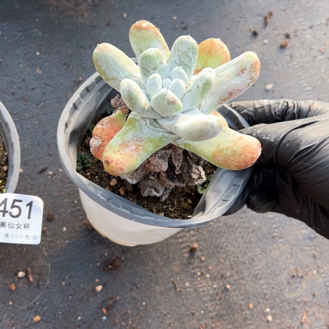 452哈哈哈哈哈哈哈哈