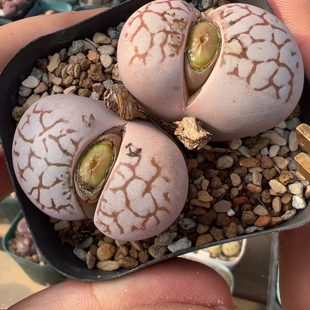 258多肉植物种类多样