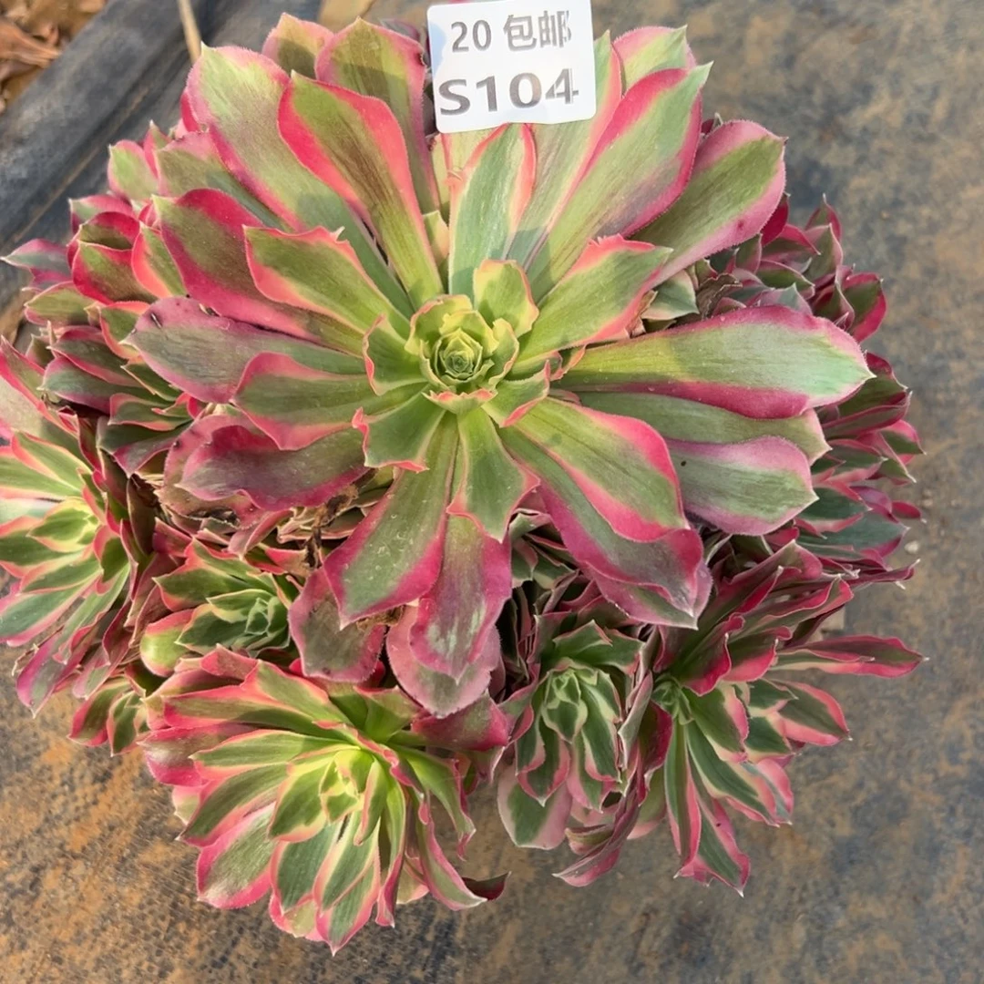 104夜罗刹，，满20包邮