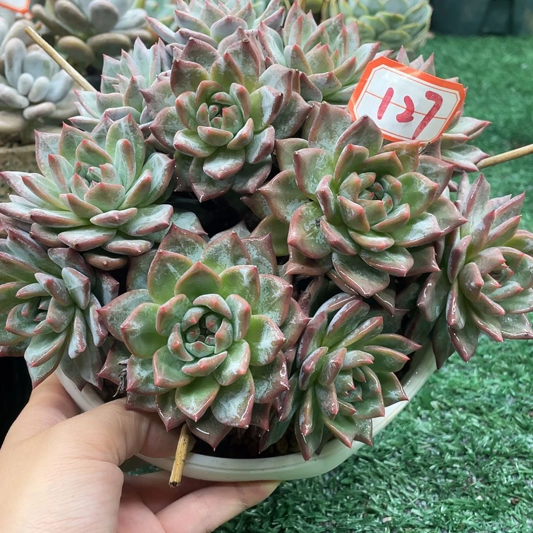 127一物一一拍一拍