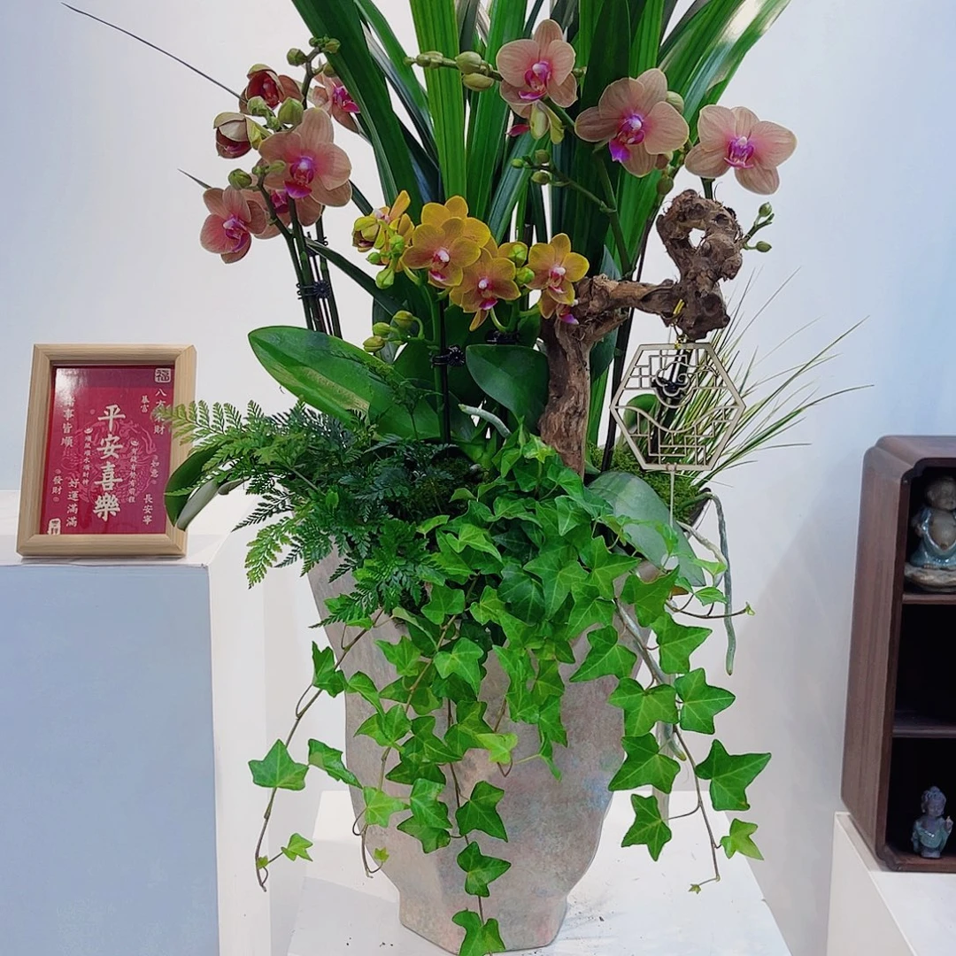 无花朵一物一拍蝴蝶兰