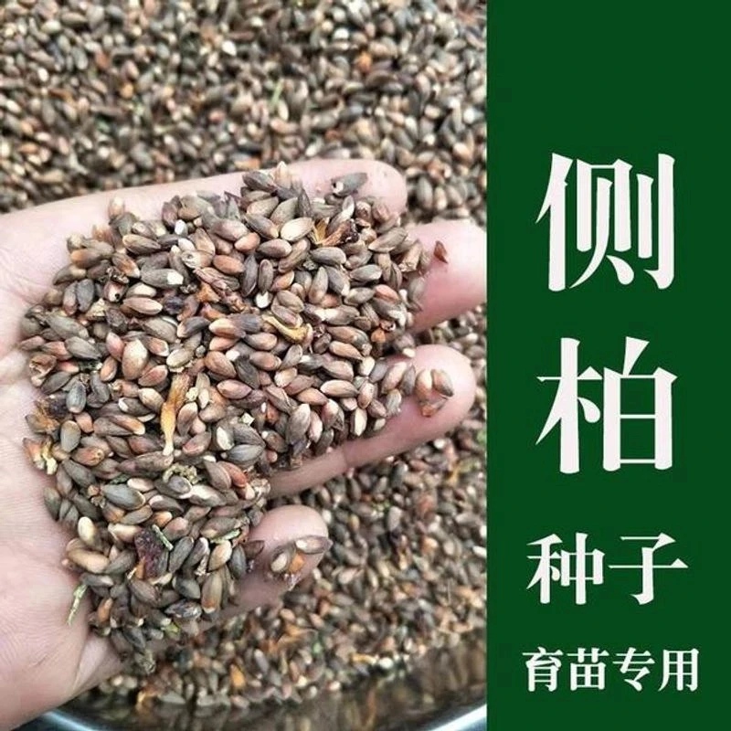 侧柏树种子野生柏树籽侧柏籽扁柏籽松柏树籽育苗行道绿化林木种子