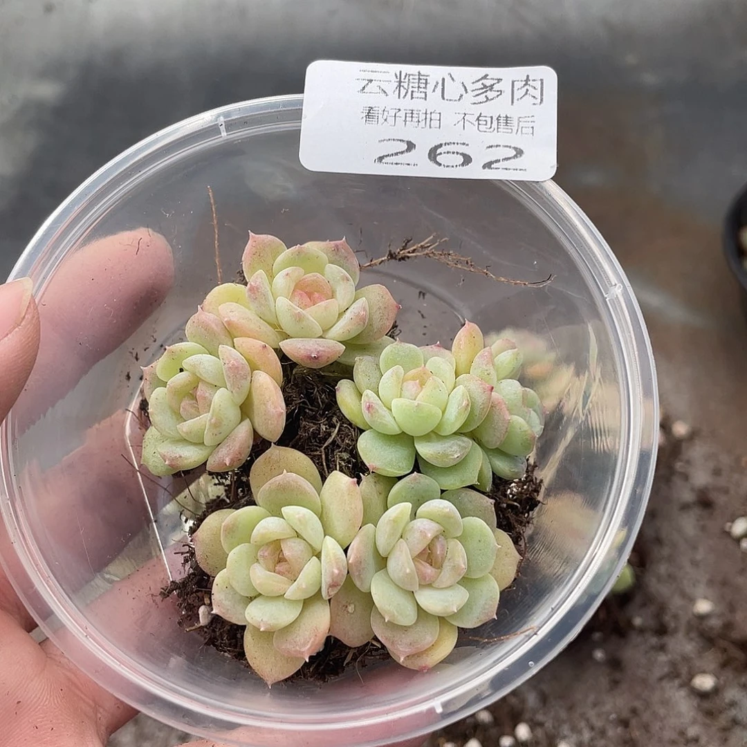 云糖心多肉植物262