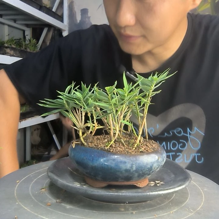 媛*中青园艺一物一拍202