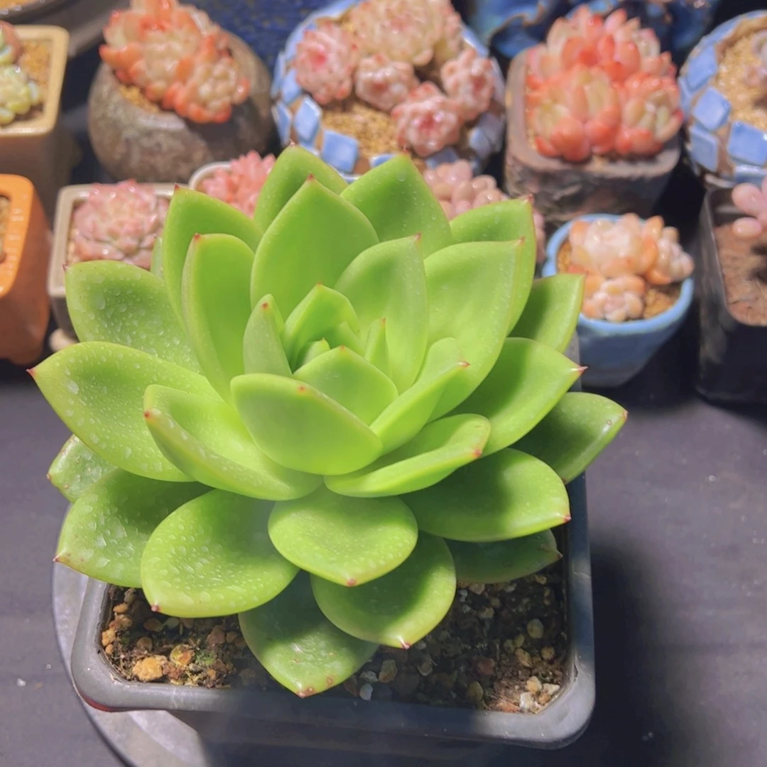 心**飞翠花，多肉植物，