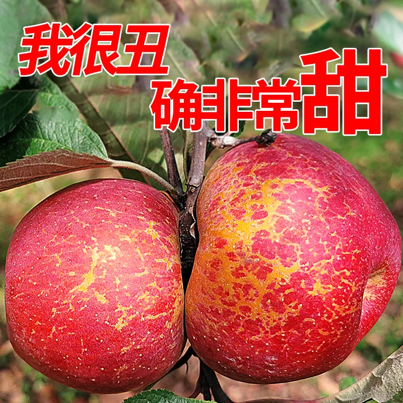 大凉山盐源糖心丑苹果高山苹果高海拔新鲜脆甜苹果孕妇水果5/8斤