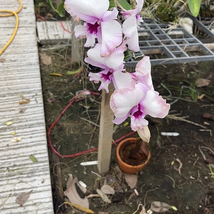 当前无花朵，栽培后可花朵卡娜女士复伦136
