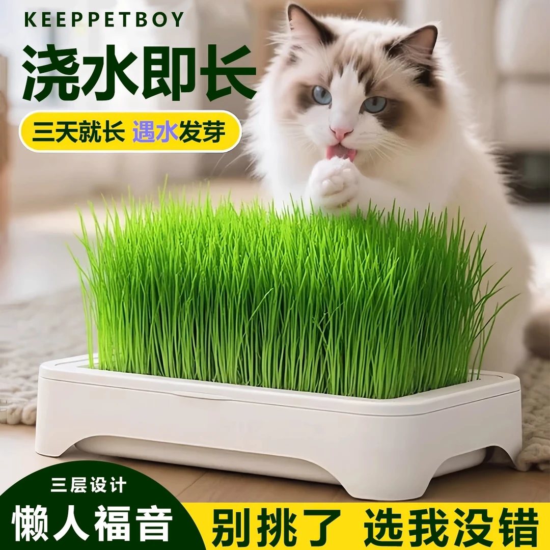 无土水培猫草盆栽种植盒懒人猫草种子育苗盘小麦化毛催吐助消化