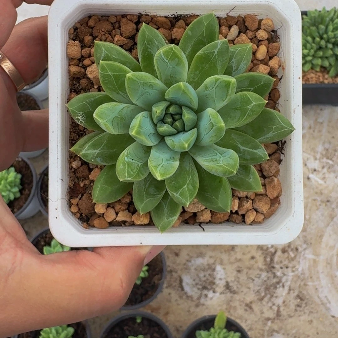 水晶萝莉 单头 一物一拍