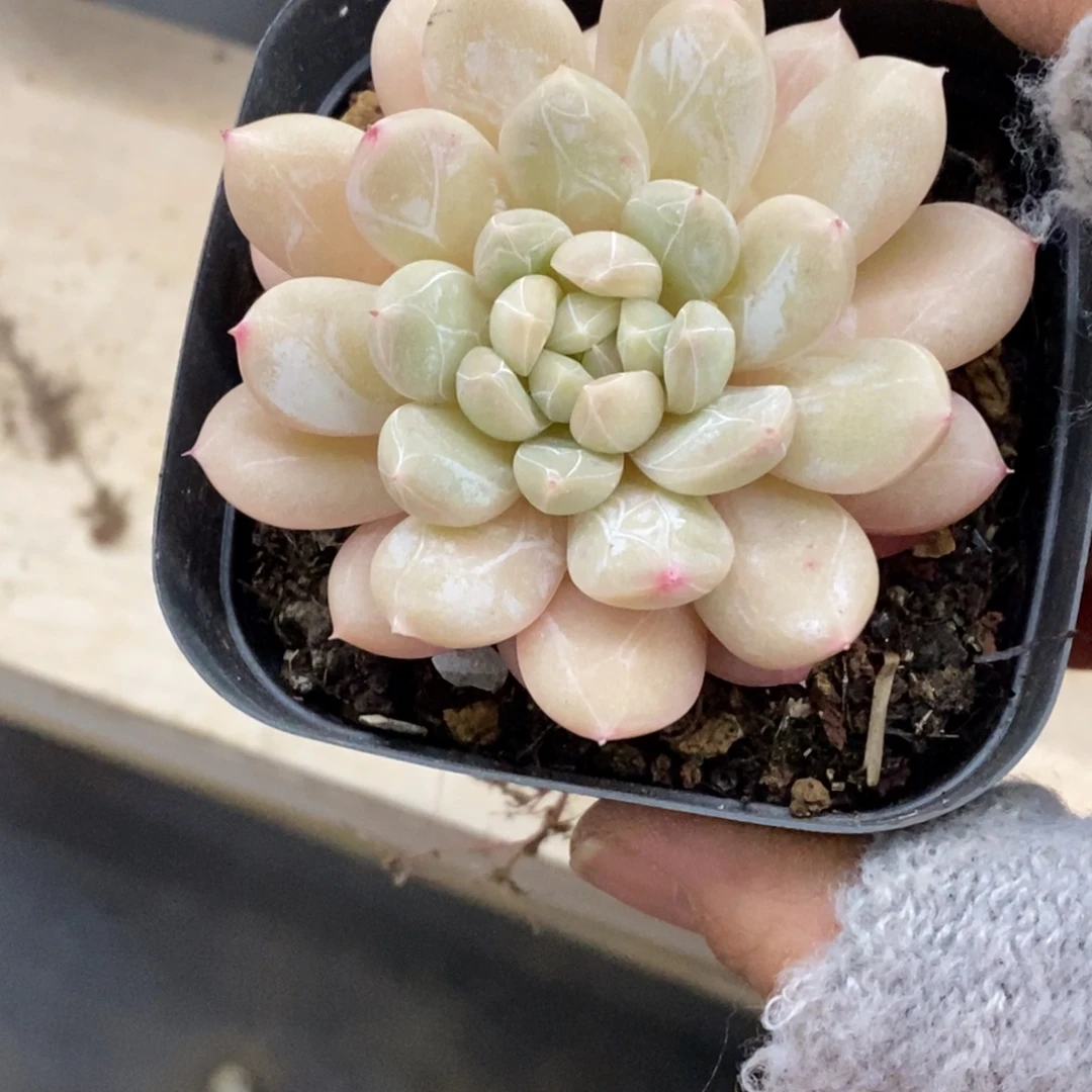 精品多肉一物拍不包整43
