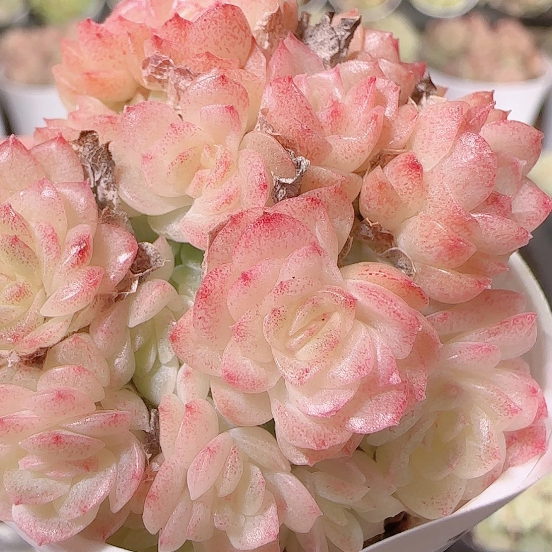 花语逸镜1127-349散