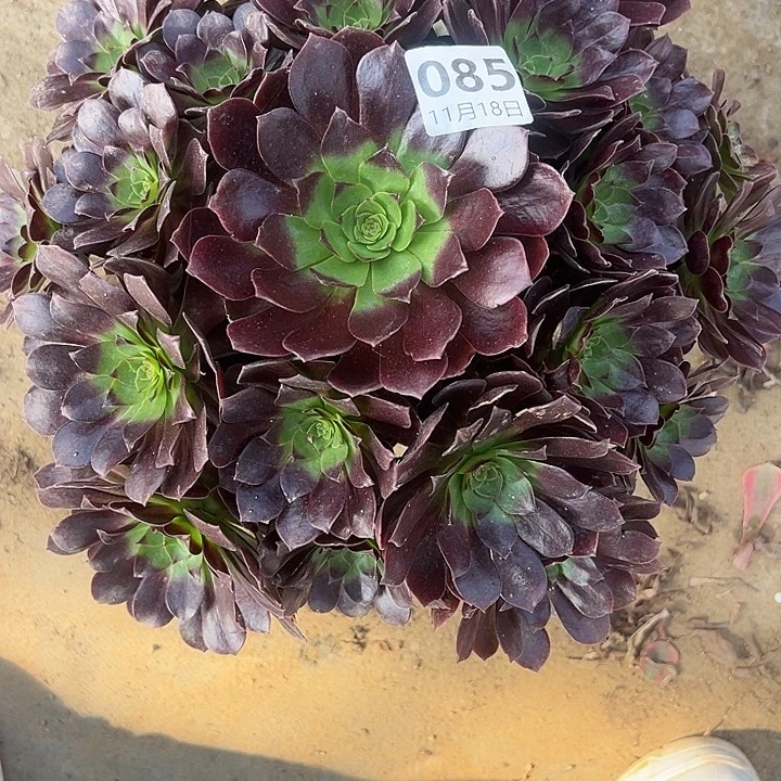 11.18-85赤炎莲多肉植物1