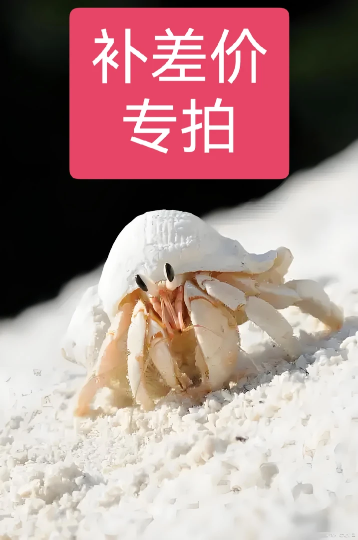 【一物一拍】补差价专拍