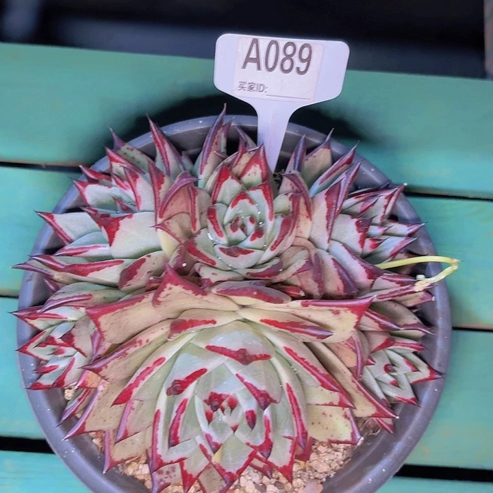 会**鱼冬云一物一拍A089...